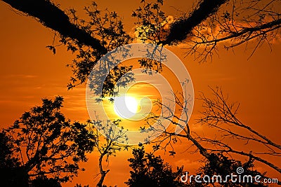 Silhouette of tree canopy with red sky sunset Stock Photo