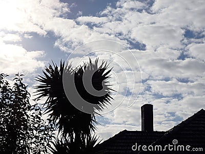 Silhouette tree and chimney rooftop Stock Photo