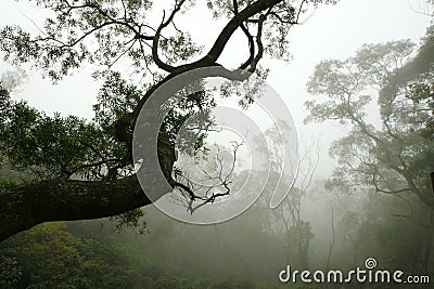 Silhouette of Tree in the Forest Mist Stock Photo