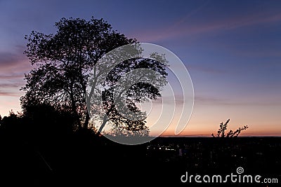 Silhouette of a tree in front of sunset sky Stock Photo