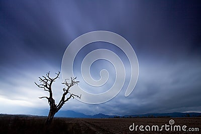 Silhouette tree in meadow. Windy and cloudy day. Stock Photo
