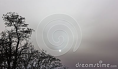 Silhouette of the tree and the moon Stock Photo