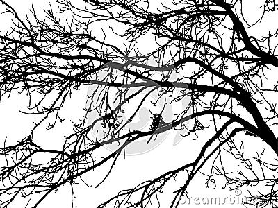 Silhouette of tree twig or Realistic silhouette of tree bare branches without leaves on a white background. Tree Twigs Silhouette Vector Illustration