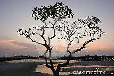 Silhouette tree with twilight sky at the seaside ferry pier Stock Photo