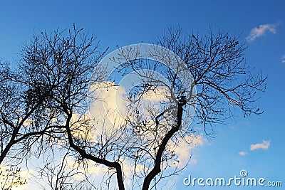 Silhouette of Tree under blue sky Stock Photo