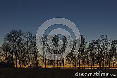 Silhouette of trees growing on the fence line Stock Photo