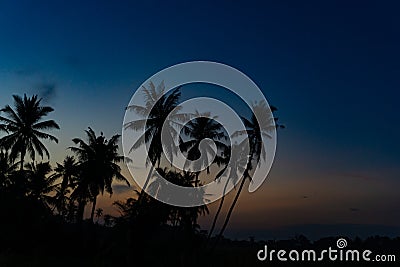 Silhouette of trees during sunrise Stock Photo