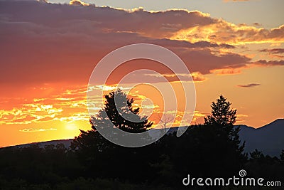 Silhouette of trees at sunrise, Colorado Stock Photo