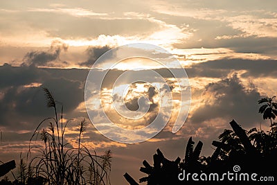 Silhouette tropical tree and gold sky twilight . rural landscape view background Stock Photo