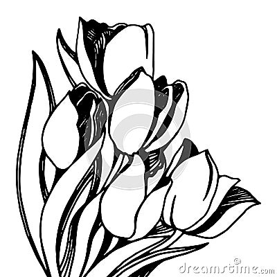 Silhouette Tulip flower. Vector artwork. Gift for girl and women Vector Illustration