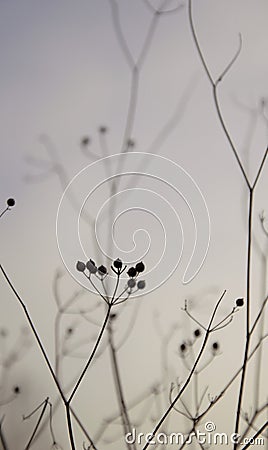 Silhouette of twigs with seedpods in late afternoon in the autumn Stock Photo