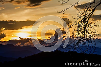 The beauty of a shadow tree branches with sky at sunset background. Stock Photo