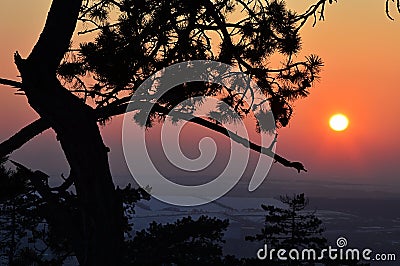 Silhouette of twisted pine tree in winter sunset, snow covered fields in background Stock Photo