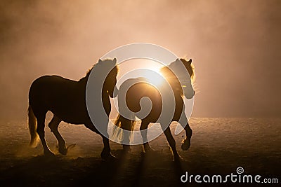 Two horses in smokey setting Stock Photo