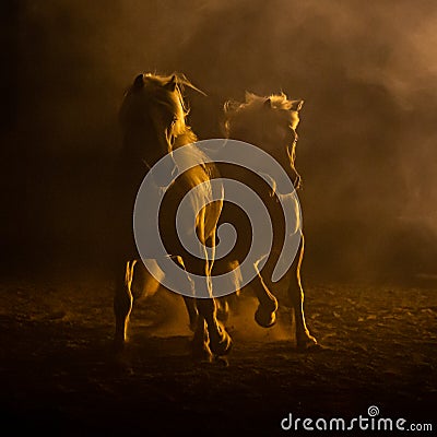 Two horses in smokey setting Stock Photo