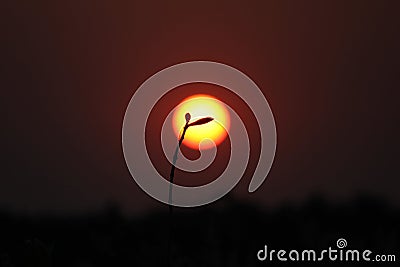 A silhouette of a two leafed plant. Stock Photo