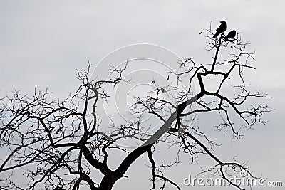 Silhouette of two ravens sitting on a tree branche Stock Photo