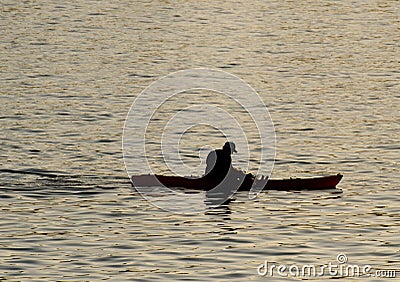 Silhouette of undefined kayaer on water at beautiful sunset time. Santa Cruz Stock Photo