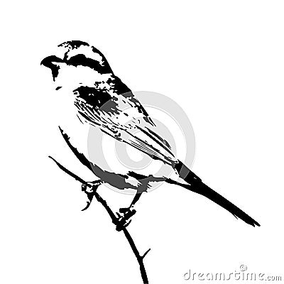 The silhouette vector illustration of shrike bird sitting on stick in white background Vector Illustration