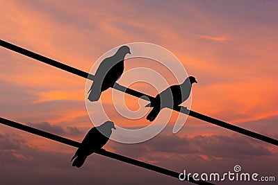 Silhouette view of pigeons under twilight sky Stock Photo