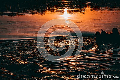 Silhouette of a wading duck on the sunset Stock Photo