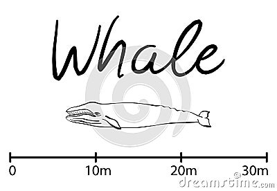 Silhouette of whale,blue whale isolated black and white vector Vector Illustration