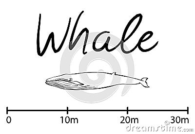 Silhouette of whale,blue whale isolated black and white vector Vector Illustration