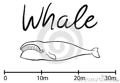 Silhouette of whale,blue whale isolated black and white vector Vector Illustration