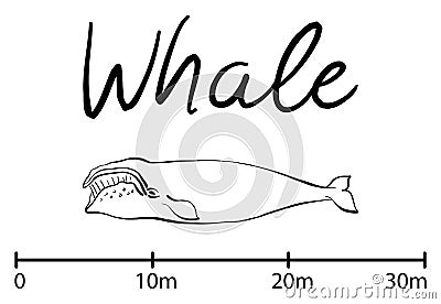 Silhouette of whale,blue whale isolated black and white vector Vector Illustration