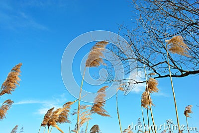 Silhouette of willow branch reeds, blue sky with clouds Stock Photo