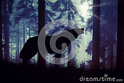 Silhouette of a wolf howling in the woods Stock Photo