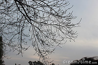 Silhouetted branches extend across a cloudy sky, creating a complex pattern. Stock Photo