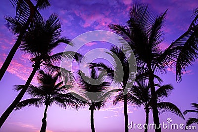 Silhouetted of coconut tree during sunset Stock Photo