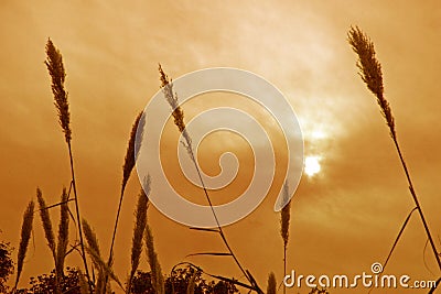 Silhouetted grass and plants against the sun Stock Photo