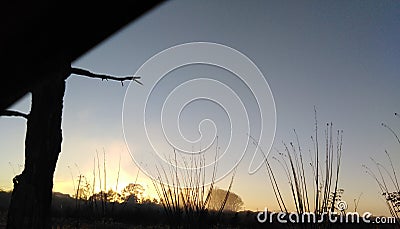 Silhouetted grass and trees against the sunrise Stock Photo