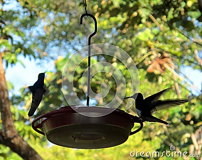 Hummingbirds drinking out of a bird feeder Stock Photo