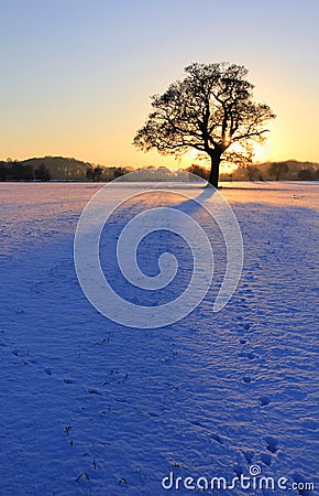 Silhouetted Oak in Snowy sunset 018 Stock Photo