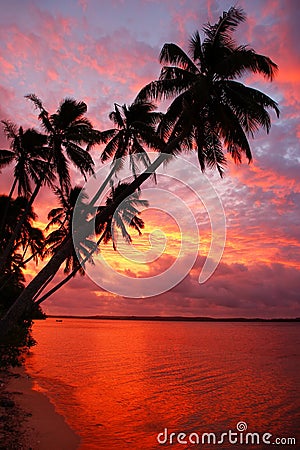 Silhouetted palm trees on a beach at sunset, Ofu island, Tonga Stock Photo
