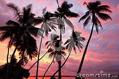 Silhouetted palm trees on a beach at sunset, Ofu island, Tonga Stock Photo