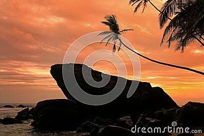 Silhouetted palm trees and rocks at sunset, Unawatuna, Sri Lanka Stock Photo