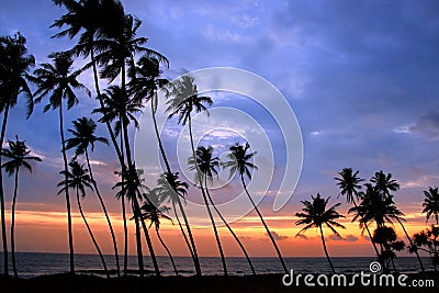 Silhouetted palm trees at sunset, Unawatuna, Sri Lanka Stock Photo