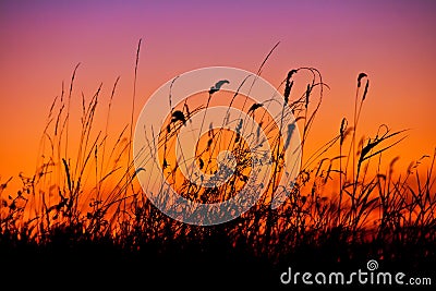 Silhouetted reeds at sunset Stock Photo