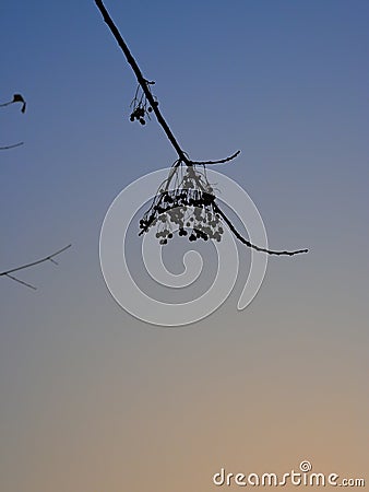 A silhouetted tree branch with clusters of small berries hangs. Stock Photo