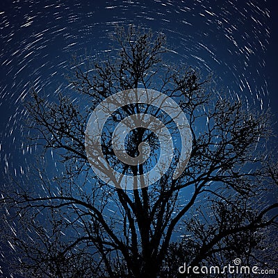 Star Trail with Silhouetted Tree Stock Photo