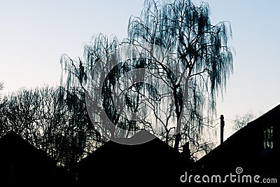 Silhouetted trees and buildings of house exteriors at dusk on a clear evening Stock Photo