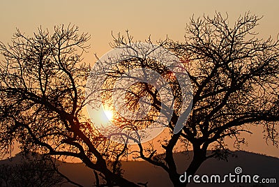 Silhouetted trees at sunset Stock Photo