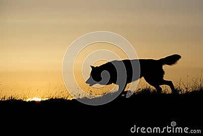 Silhouetted wolf hunting at sunrise Stock Photo