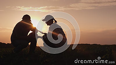 Silhouetten von zwei Landwirten - Männer und Frauen Arbeiten im Feld bei Sonnenuntergang, studieren Pflanzentouren, verwenden Sie stock video Silhouetten von zwei Landwirten - Männer und Frauen Arbeiten im Feld bei Sonnenuntergang, studieren Pflanzentouren, verwenden Sie stock video