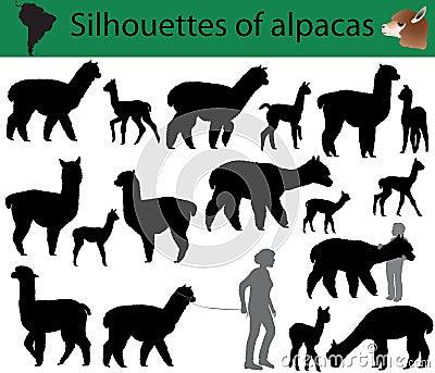 Silhouettes of alpacas Vector Illustration