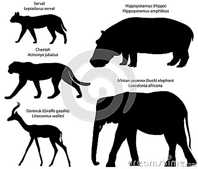 Silhouettes of animals of Africa serval, cheetah, gerenuk, hippo, elephant Vector Illustration